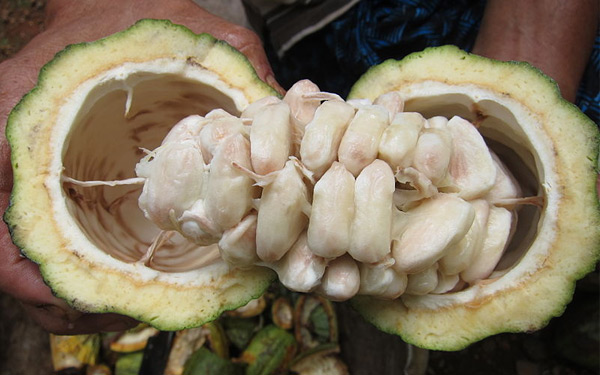 Cacao Beans in Pod